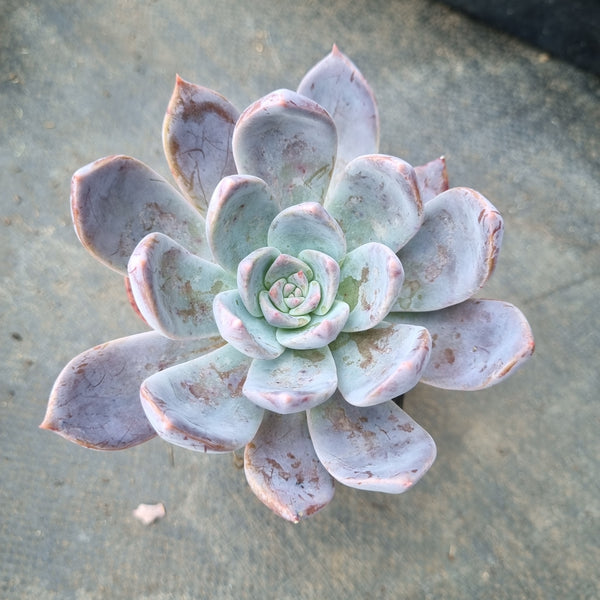 *GLGhybrid(1-90) Pachyphytum hybrid 厚叶草属杂