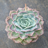 11cm pot Echeveria Sarang  爱神