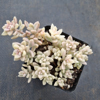 Graptopetalum Mirinae variegated 姬秋丽锦