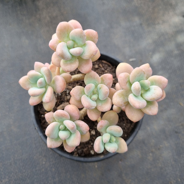 11cm pot Graptosedum Miul 洛神11cm盆