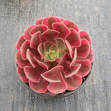 Aeonium 'Medusa' 美杜莎