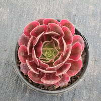 Aeonium 'Medusa' 美杜莎