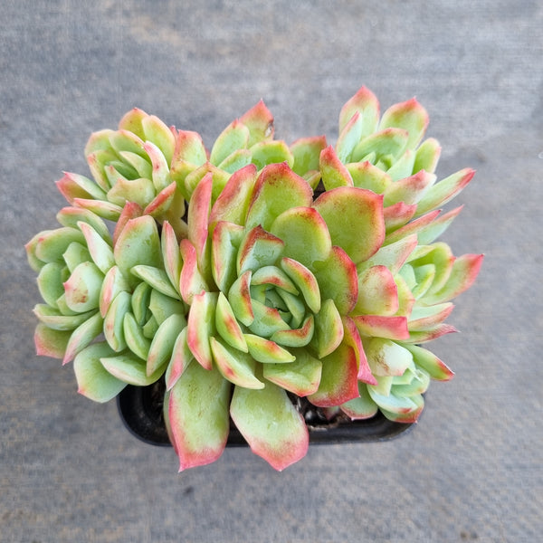 *GLGhybrid(1-94) Echeveria Raspberry ice hybrid 冰莓杂