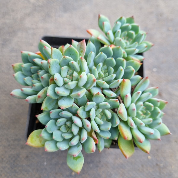 *GLGhybrid(1-121) Sedum Perezdelarosae hybrid 焦糖精灵杂