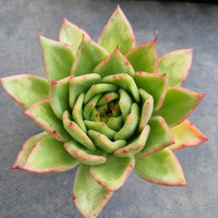 *GLGhybrid(1-127) Echeveria agavoides Ebony hybrid 乌木杂