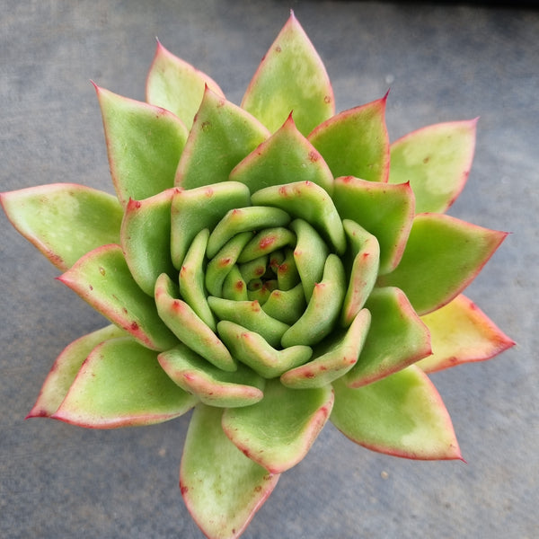 *GLGhybrid(1-127) Echeveria agavoides Ebony hybrid 乌木杂