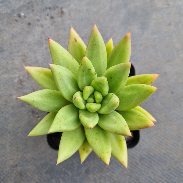 *GLGhybrid(1-132) Echeveria agavoides Ebony hybrid 乌木杂