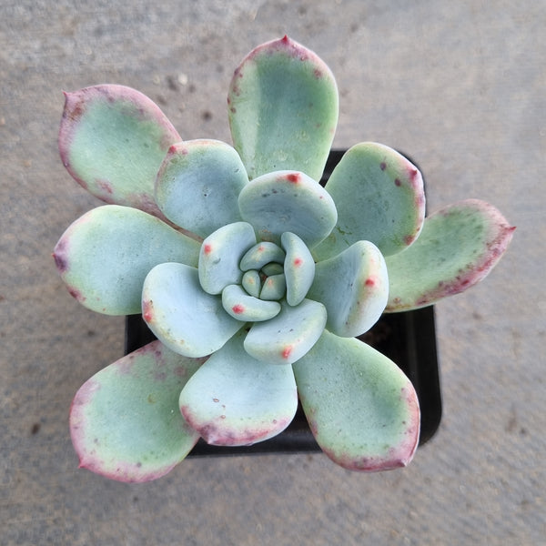 *GLGhybrid(1-135) Pachyveria Elaine hybrid 香水杂