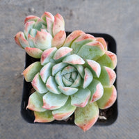 *GLGhybrid(1-136) Echeveria Elegans 'Alba' hybrid 白月影杂