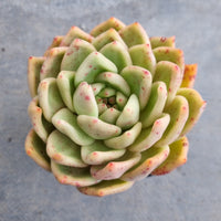 *GLGhybrid(1-137) Echeveria Romeo hybrid 血罗杂