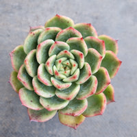 *GLGhybrid(1-139) Echeveria agavoides Ebony hybrid 乌木杂