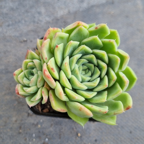 *GLGhybrid(1-141) Echeveria Elegans 'Alba' hybrid 白月影杂