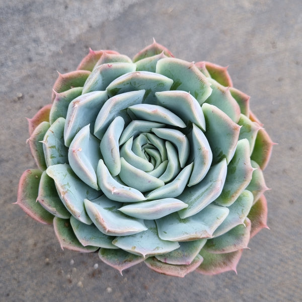 *GLGhybrid(1-142) Echeveria Hyalina hybrid 海琳娜杂