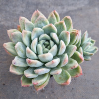 *GLGhybrid(1-143) Echeveria Hyalina hybrid 海琳娜杂