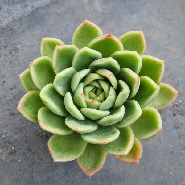 *GLGhybrid(1-145) Echeveria Elegans 'Alba' hybrid 白月影杂