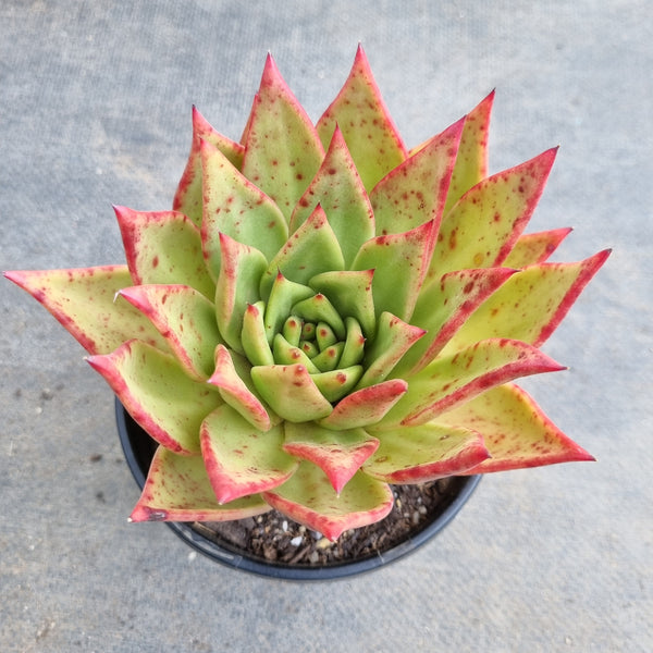 *GLGhybrid (2-169) Echeveria Agavoides Lipstick hybrid 口红杂