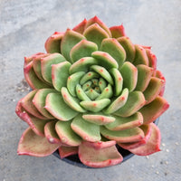 *GLGhybrid(2-179)  Echeveria Agavoides Amestro hybrid 野马冬云杂