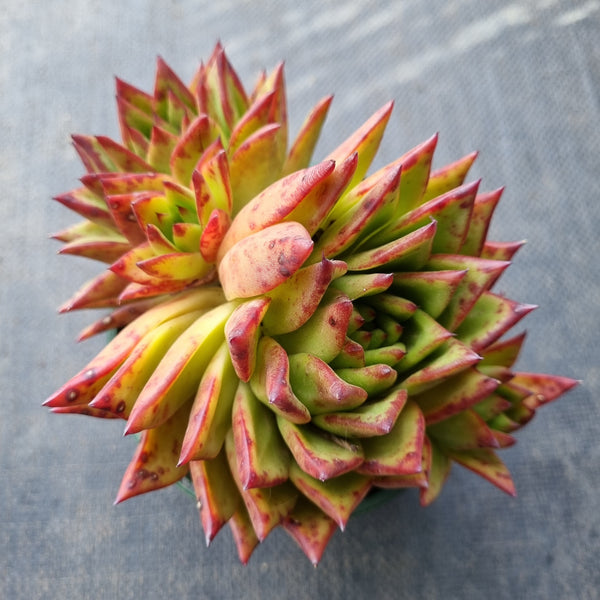 11cm pot Echeveria Agavoides Lipstick aka. Red Edge 口红