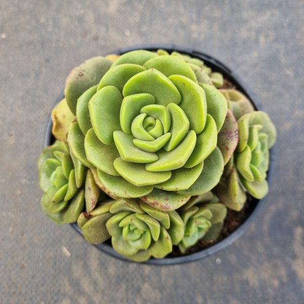 11cm pot Aeonium Lilipad 百合丽丽11cm盆