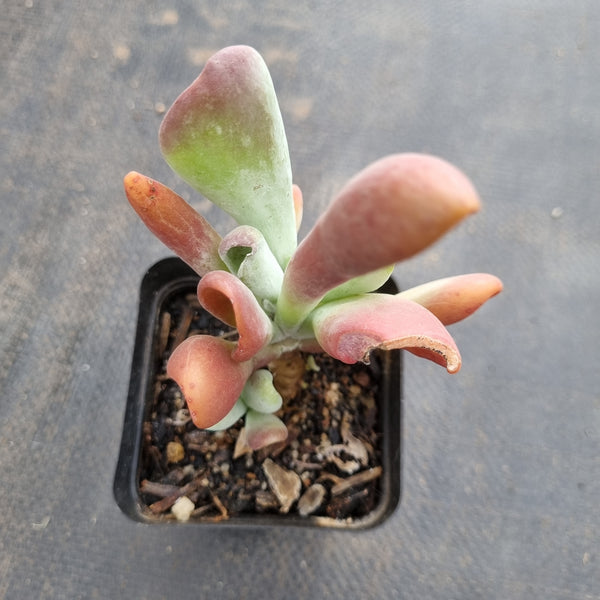 Kalanchoe firefox 火狐狸