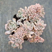 Echeveria Pinwheel f. Revolution Crested 革命缀化