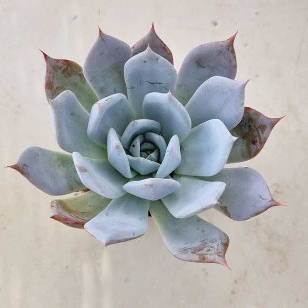 *GLGhybrid(1-146) Echeveria Mexican Giant hybrid 巨人杂