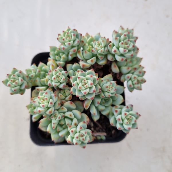 *GLGhybrid(1-154) Sedum Perezdelarosae hybrid 焦糖精灵杂