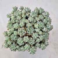 *GLGhybrid(1-155) Sedum Perezdelarosae hybrid 焦糖精灵杂