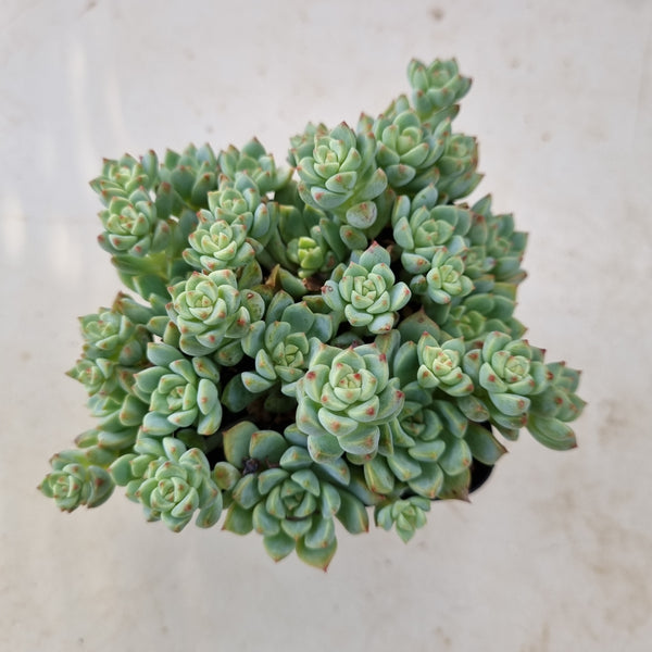 *GLGhybrid(1-156) Sedum Perezdelarosae hybrid 焦糖精灵杂