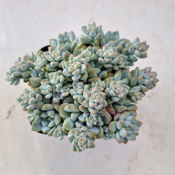 *GLGhybrid(1-157) Sedum Perezdelarosae hybrid 焦糖精灵杂