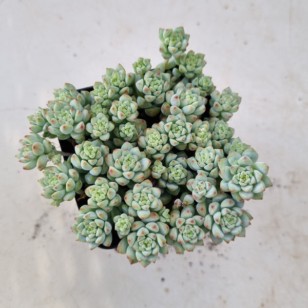 *GLGhybrid(1-159) Sedum Perezdelarosae hybrid 焦糖精灵杂