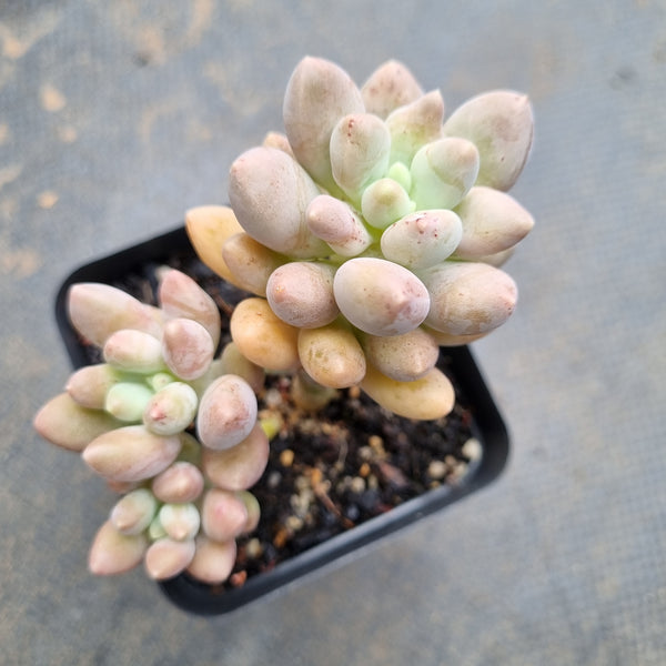 *GLGhybrid(1-178) Pachyphytum Baby Finger hybrid 婴儿手指杂