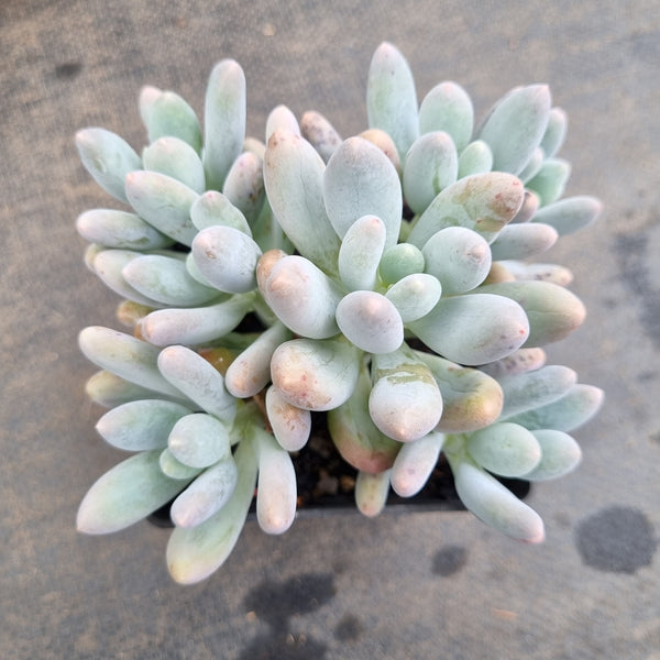 *GLGhybrid(1-212) Pachyphytum Baby Finger hybrid 婴儿手指杂