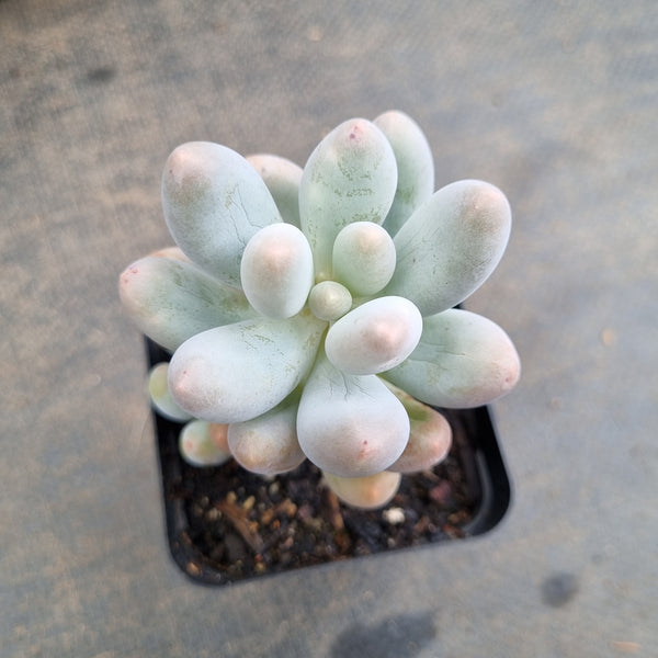 *GLGhybrid(1-213) Pachyphytum Baby Finger hybrid 婴儿手指杂