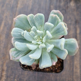Echeveria sp. (New Irish Mint) variegated 新爱尔兰薄荷拉丝锦