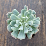 Echeveria sp. (New Irish Mint) variegated 新爱尔兰薄荷拉丝锦