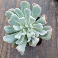 Echeveria sp. (New Irish Mint) variegated 新爱尔兰薄荷拉丝锦
