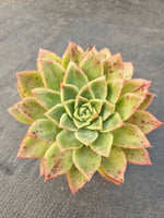 *GLGhybrid(1-306) Echeveria agavoides Ebony hybrid 乌木杂