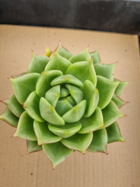 *GLGhybrid(1-65) Echeveria agavoides Ebony hybrid 乌木杂