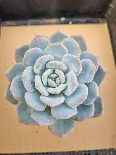 *GLGhybrid(1-106) Pachyveria Elaine hybrid 香水杂