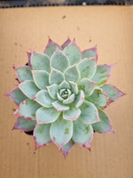 *GLGhybrid(1-107)  Echeveria Laulensis hybrid 劳伦斯杂