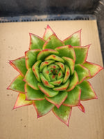 *GLGhybrid(1-127) Echeveria agavoides Ebony hybrid 乌木杂