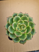 *GLGhybrid(1-139) Echeveria agavoides Ebony hybrid 乌木杂