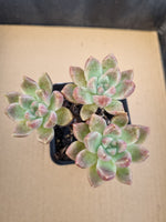 *GLGhybrid(1-147) Echeveria Arze hybrid 璀璨杂