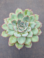*GLGhybrid(1-332) Echeveria Pulidonis Veracruz hybrid 红边灵影杂