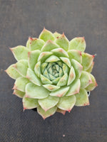 *GLGhybrid(1-336) Echeveria Elegans 'Alba' hybrid 白月影杂