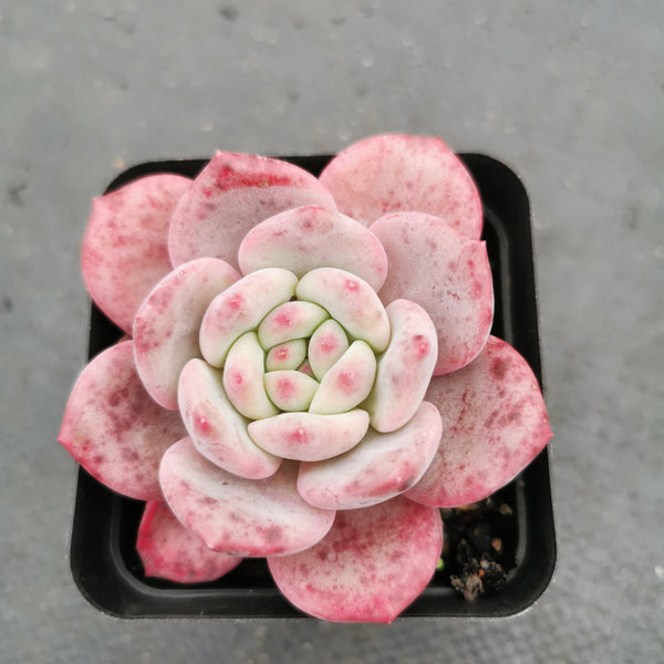 Echeveria Ling Snow 凌雪