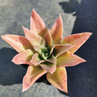 Echeveria 'Star Green' 绿星