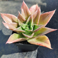 Echeveria 'Star Green' 绿星