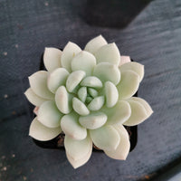 Sedeveria Pudgy 澳洲香草